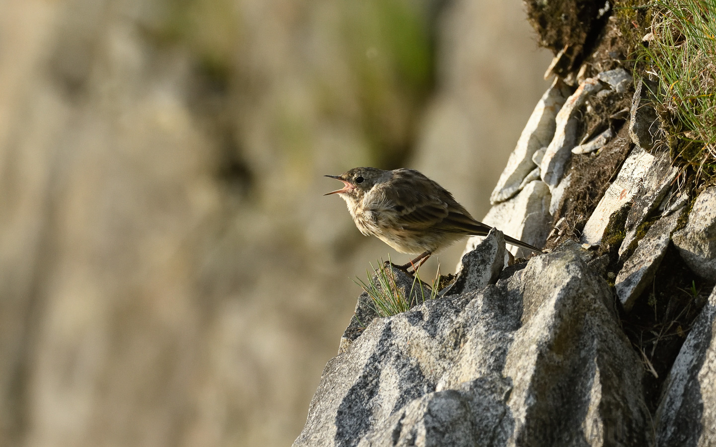 Anthus rubescens rubescens [400 mm, 1/1250 Sek. bei f / 8.0, ISO 1000]